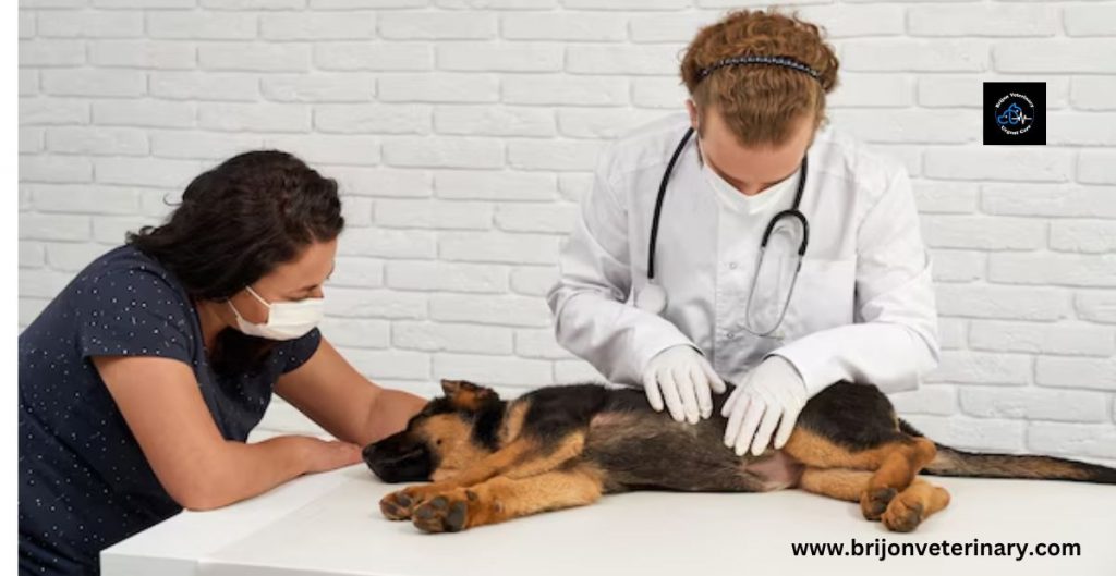 Veterinary Urgent Care in Hanover
